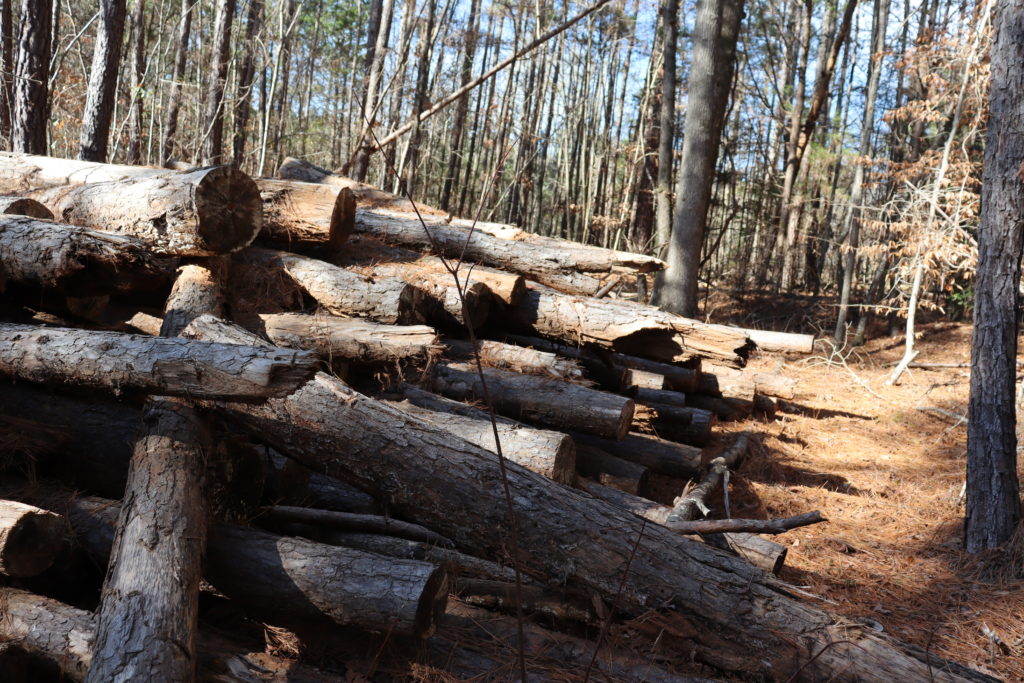 Pile of logs in a clearing